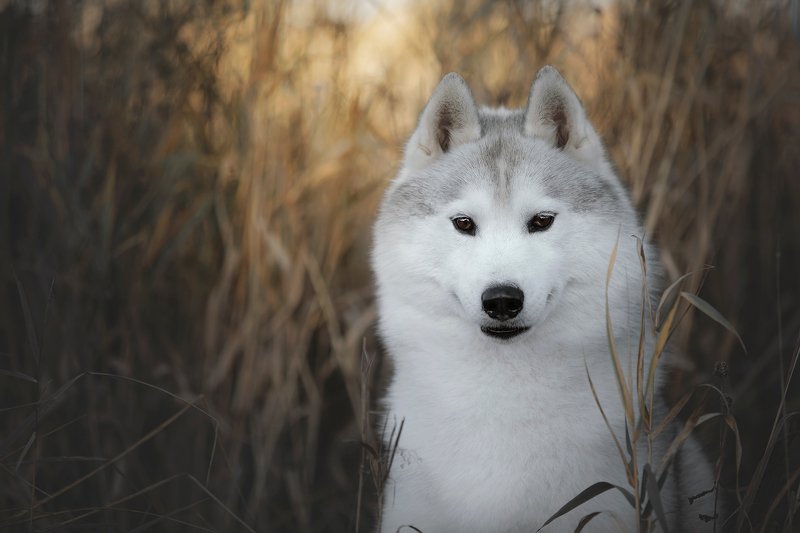 husky, dogs, siberian husky Hugophoto preview