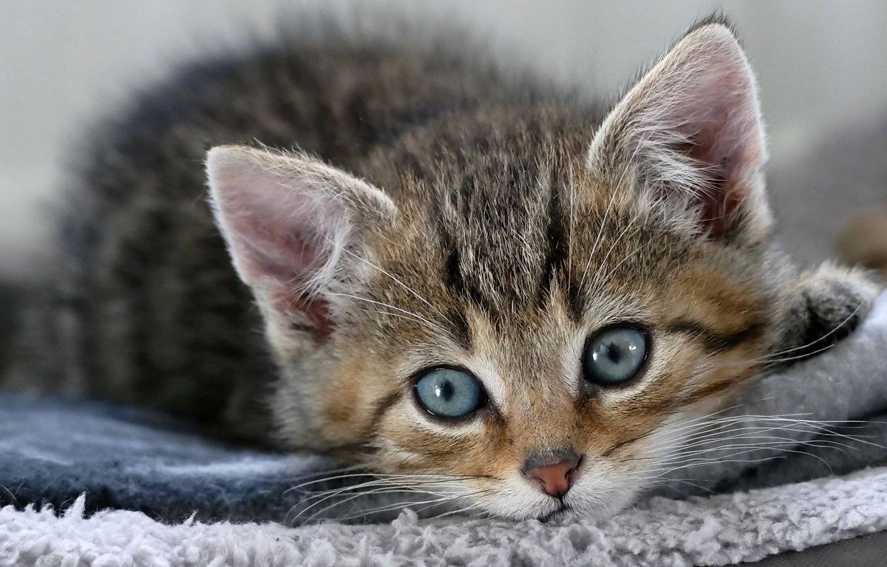 Котёнок. Автор: Razgulyaev Aleksandr , Razgulyaev Aleksandr