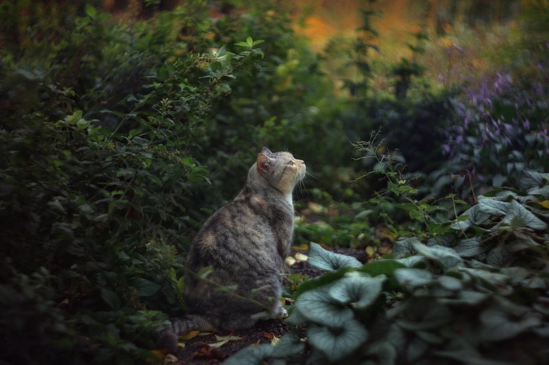 Ботанический сад им. Петра Великого. Октябрь 2019г.photo preview