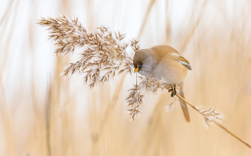 птица, дикая птица, орнитология, дикая природа, фотоохота, синица, усатая синица Усатая синица. Барышня.photo preview