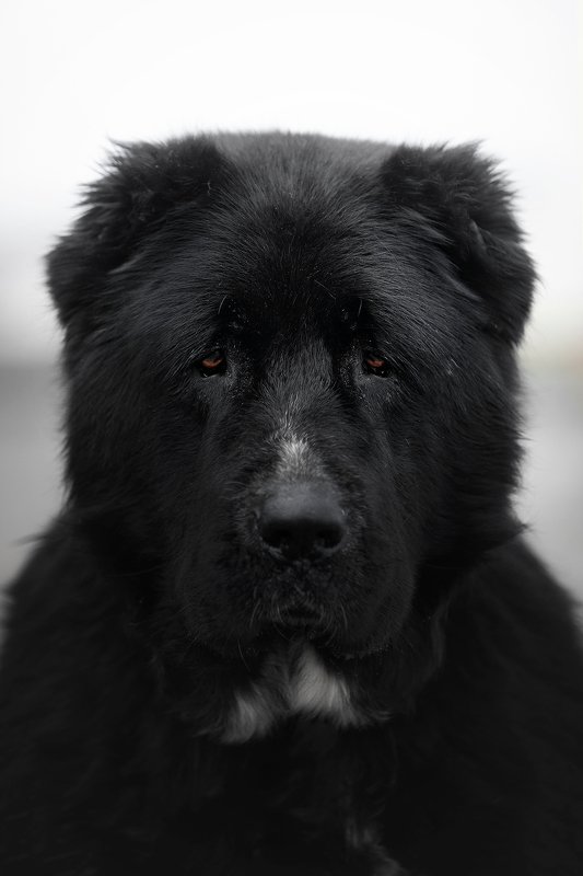 сао, алабай, среднеазиатская овчарка Grandphoto preview