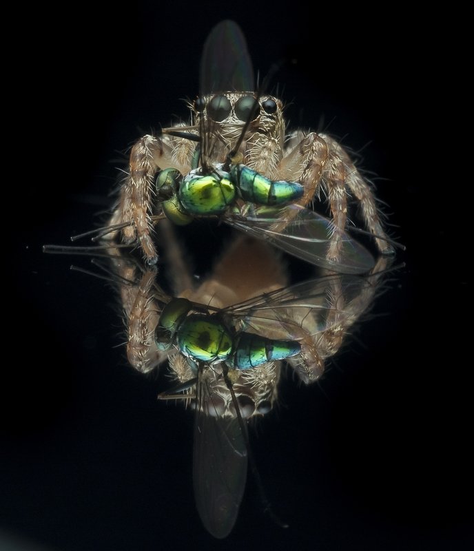 #spider#prey#reflection#colors Reflectionphoto preview