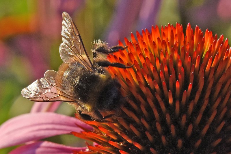 макро,природа,насекомые шмельphoto preview