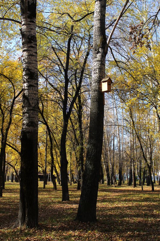 осень, в парке, октябрь *photo preview