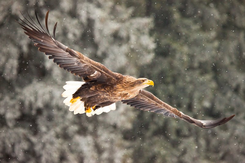 Sea Eaglephoto preview