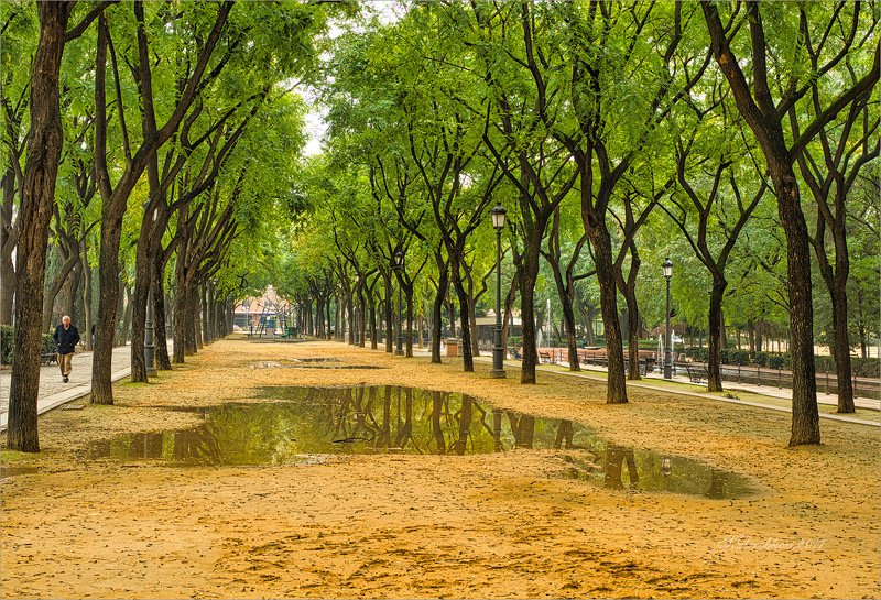 парк, осень, лужа, зелень, деревья Осеньphoto preview