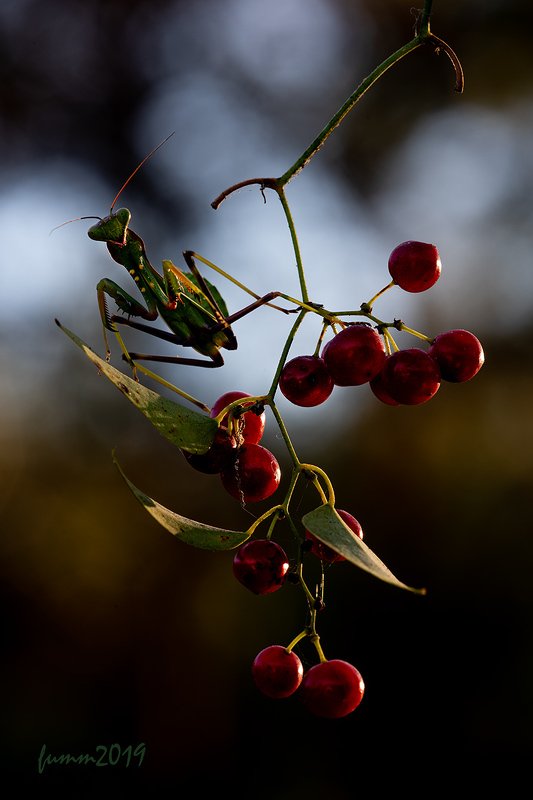 ВСТРЕЧАphoto preview