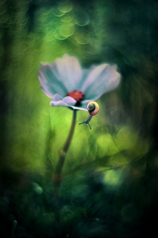 snail, macro, green, bokeh, pentacon Snailphoto preview