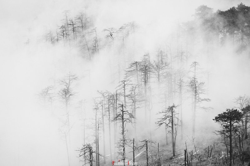 monochrome, black, white, bw, b&w, blackwhite, black&white, landscape, mystery, three, fog, russia, crimea, чб, монохром, пейзаж, деревья, туман, природа, nature, outdoor Mysteryphoto preview