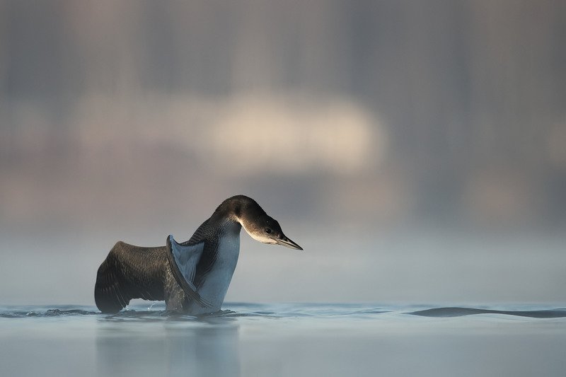 Gavia immerphoto preview