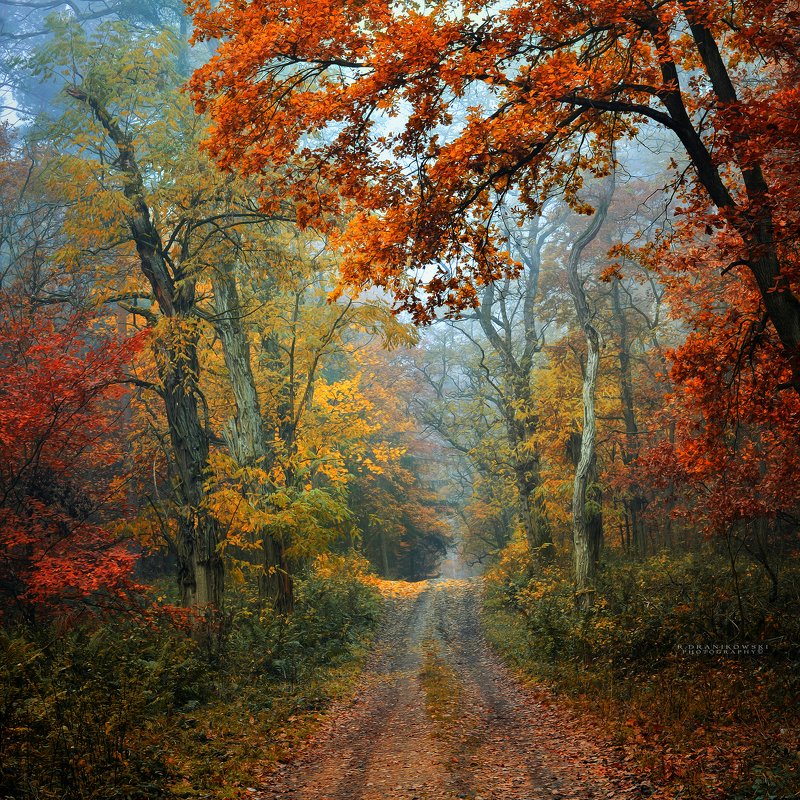 осенняя дорога autumn road forest path mist magic foggy morning trees colours paint tree Осенняя дорогаphoto preview