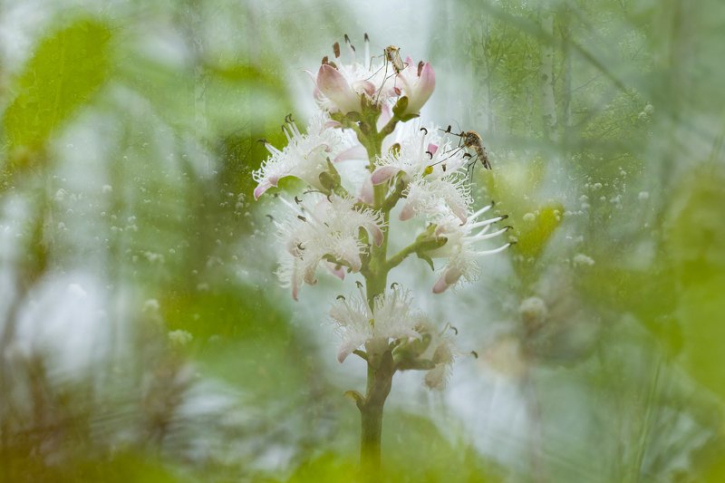 цветы,цветок,макро,растения,природа,комар,болото Жители болотphoto preview