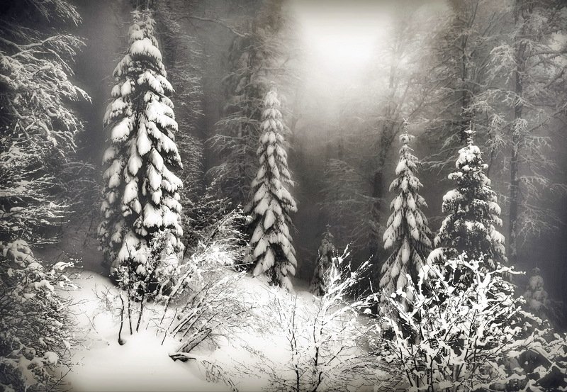 пихты зима Зимним днёмphoto preview