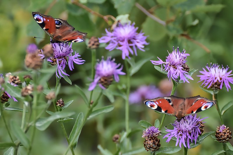 макро,природа,насекомые бабочкиphoto preview