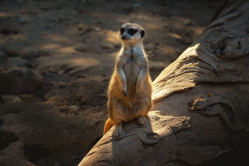 В дозоре.photo preview