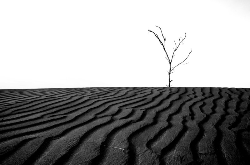 desert,black and white,nature Alone waiting for youphoto preview