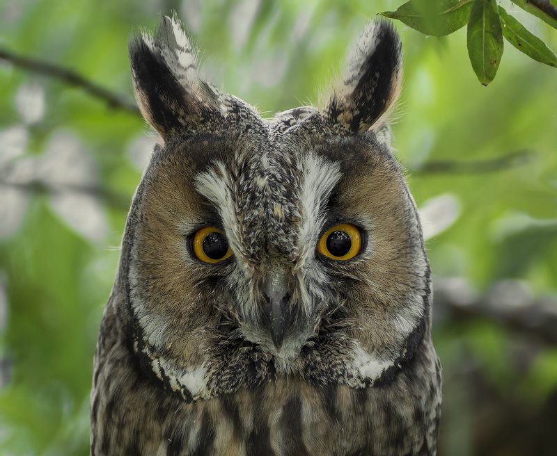 хищная птица, ушастая сова, Ушастая сова. фото превью