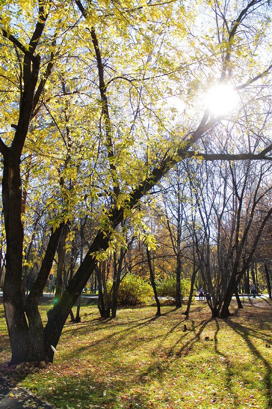 осень, в парке, октябрь photo preview