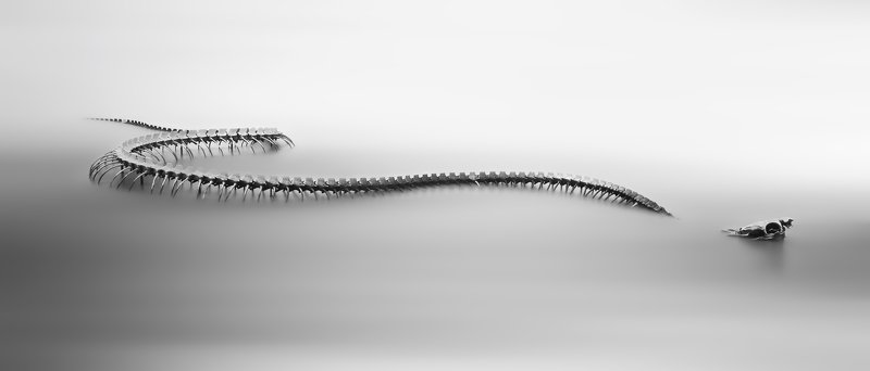 Serpent d\'océan фото превью