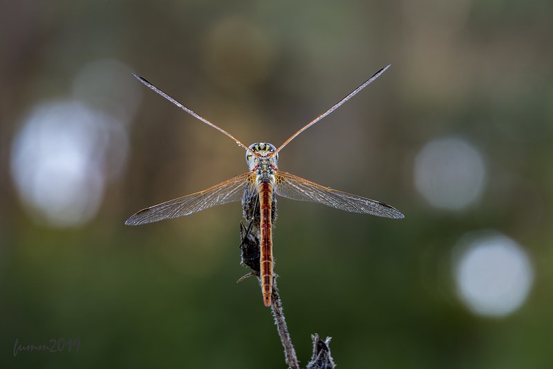 ОДНАЖДЫ СТРЕКОЗАphoto preview