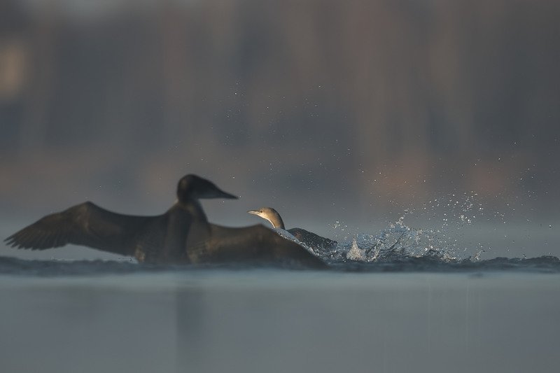 Przegranyphoto preview