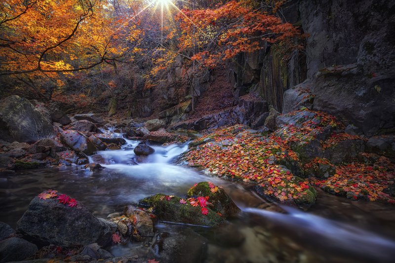 Autumn leavesphoto preview