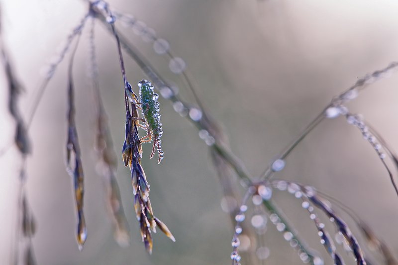 макро, роса, природа, утро, насекомое, паук За минутку до восходаphoto preview