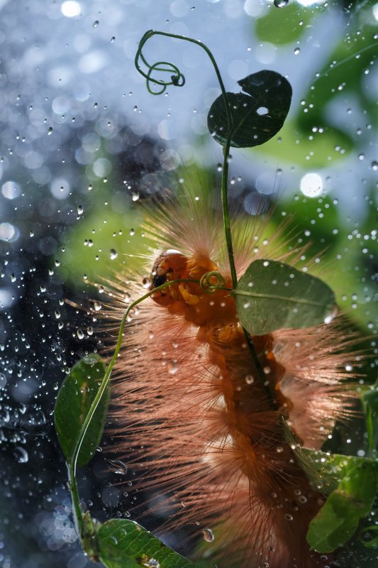 Дама с зонтиком:)photo preview