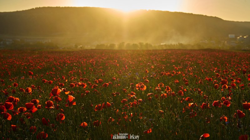 Poppies, flowers, sunset, color, nature, landscape, sun, Russia, Crimea, маки, цветы, поле, пейзаж, природа, цвет, закат, солнце, Россия, Крым Poppiesphoto preview