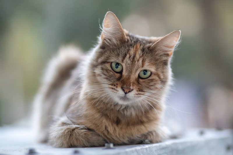 Кисаphoto preview