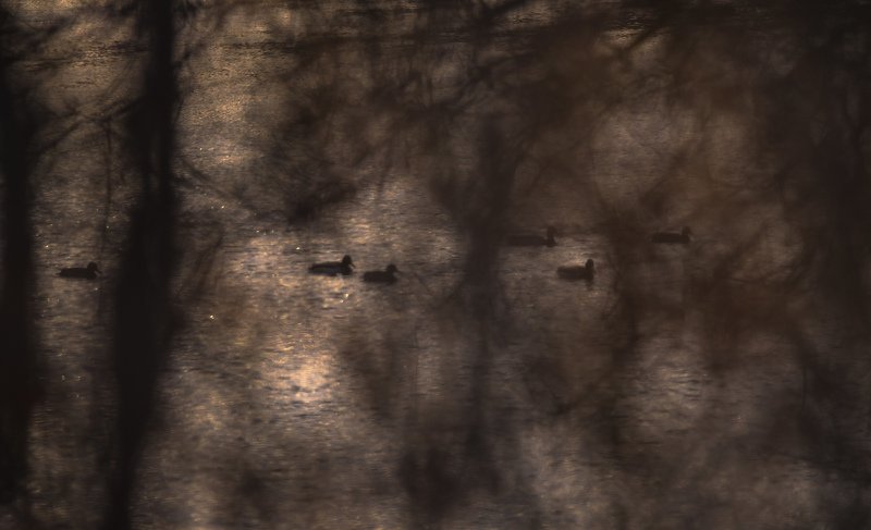кряквы, утки, вечер, вода, Москва река, ветви, размытие Силуэты за ветвямиphoto preview