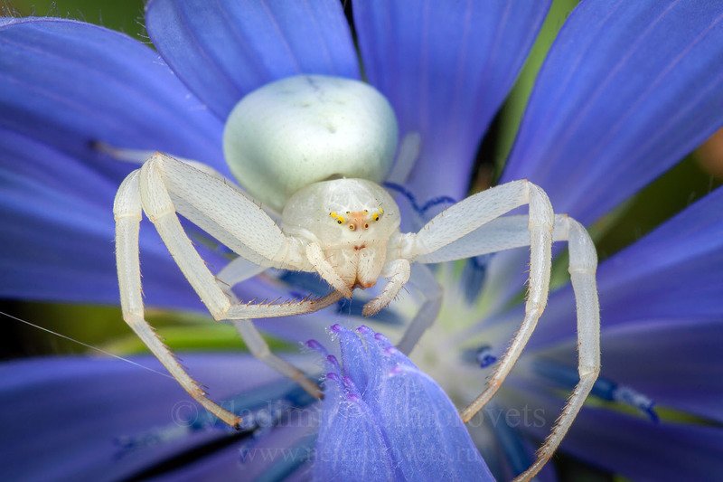Northwestern Caucasus, Russia, Krasnodar Territory, common chicory, Cichorium intybus, Misumena vatia, crab spider, goldenrod crab spider, spider, blue, white, horizontal frame, flower crab spider Белое на голубом фото превью