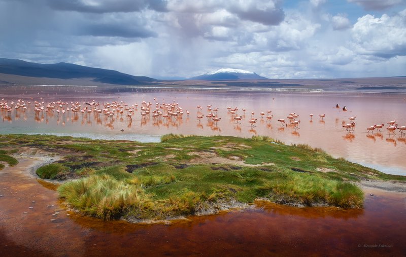 боливия, фламинго, colorada Сказочная лагуна...photo preview