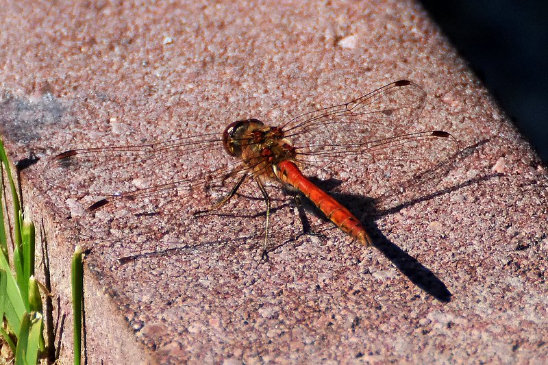 макро,природа,насекомые стрекозаphoto preview