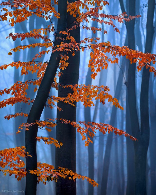 осень, туман, киев, украина ***photo preview