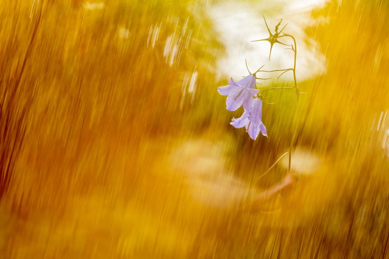 цветы,цветок,колокольчик,макро,растения,флора Солнечный дождьphoto preview