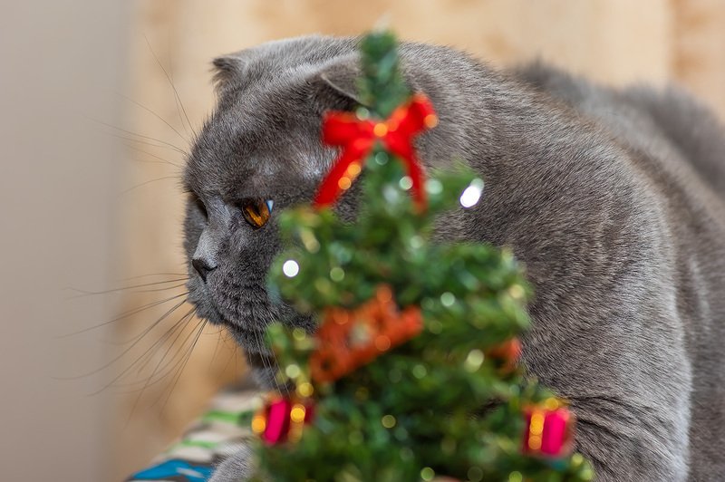 Не праздничное настроение ...photo preview