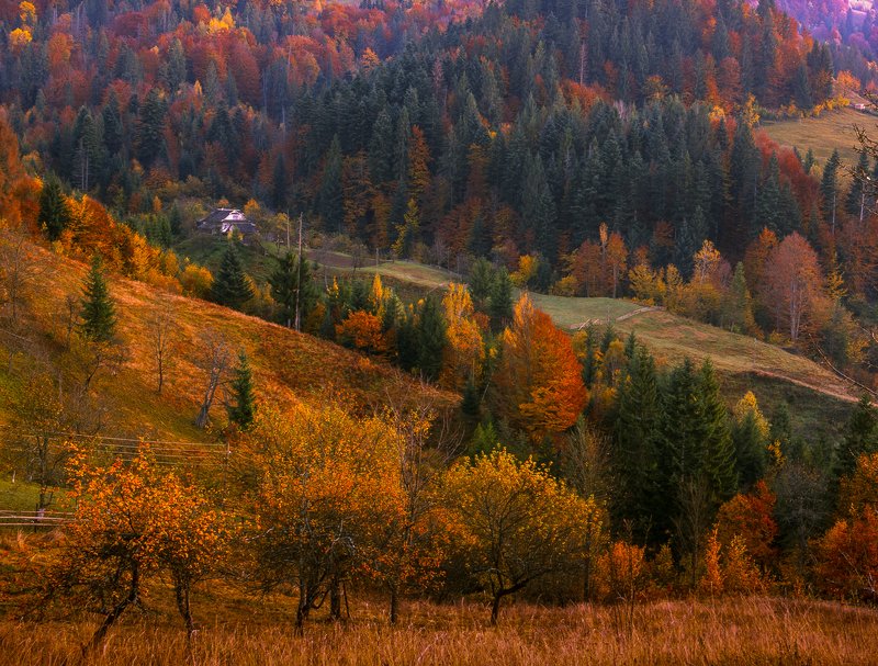 autumn, carpathian, colorful, countryside, fall, field, foliage, forest, hill, house, land, landscape, meadow, morning, mountain, mountains, nature, outdoor, pasture, picturesque, red, rural, scenery, season, tranquil, travel, tree, view, wood, yellow Autumn foliage trees in the mountains. Meadow with haystack and forest in the Carpathian mountains Fuji Velvia filmphoto preview