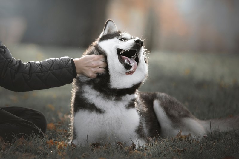 husky, dogs, siberian husky Ehehehehephoto preview