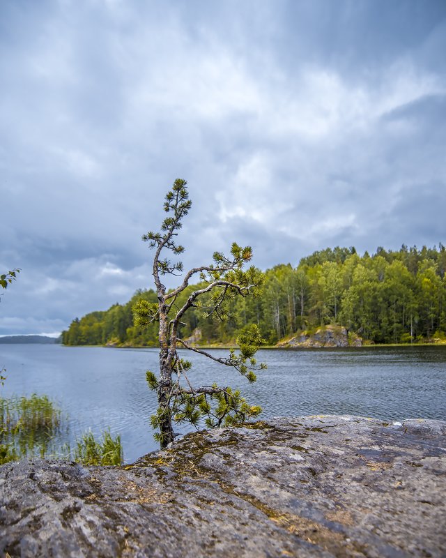 Сосна в Шхерах фото превью