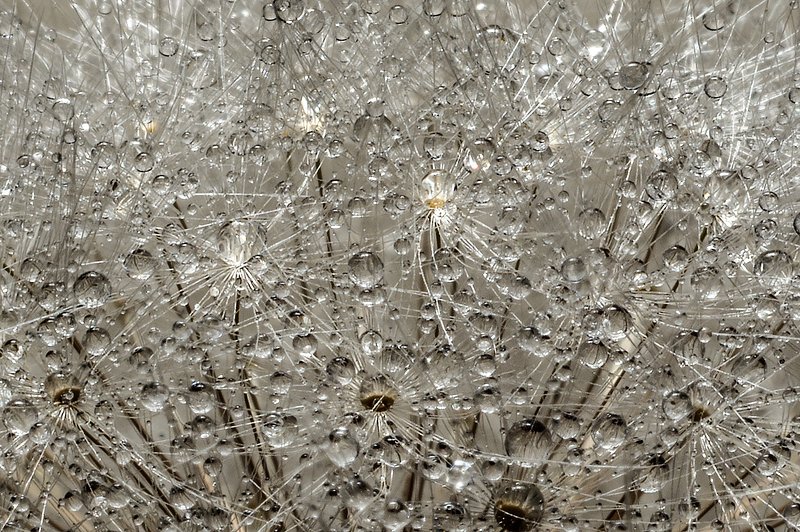 макро,растения одуванчик в каплях водыphoto preview