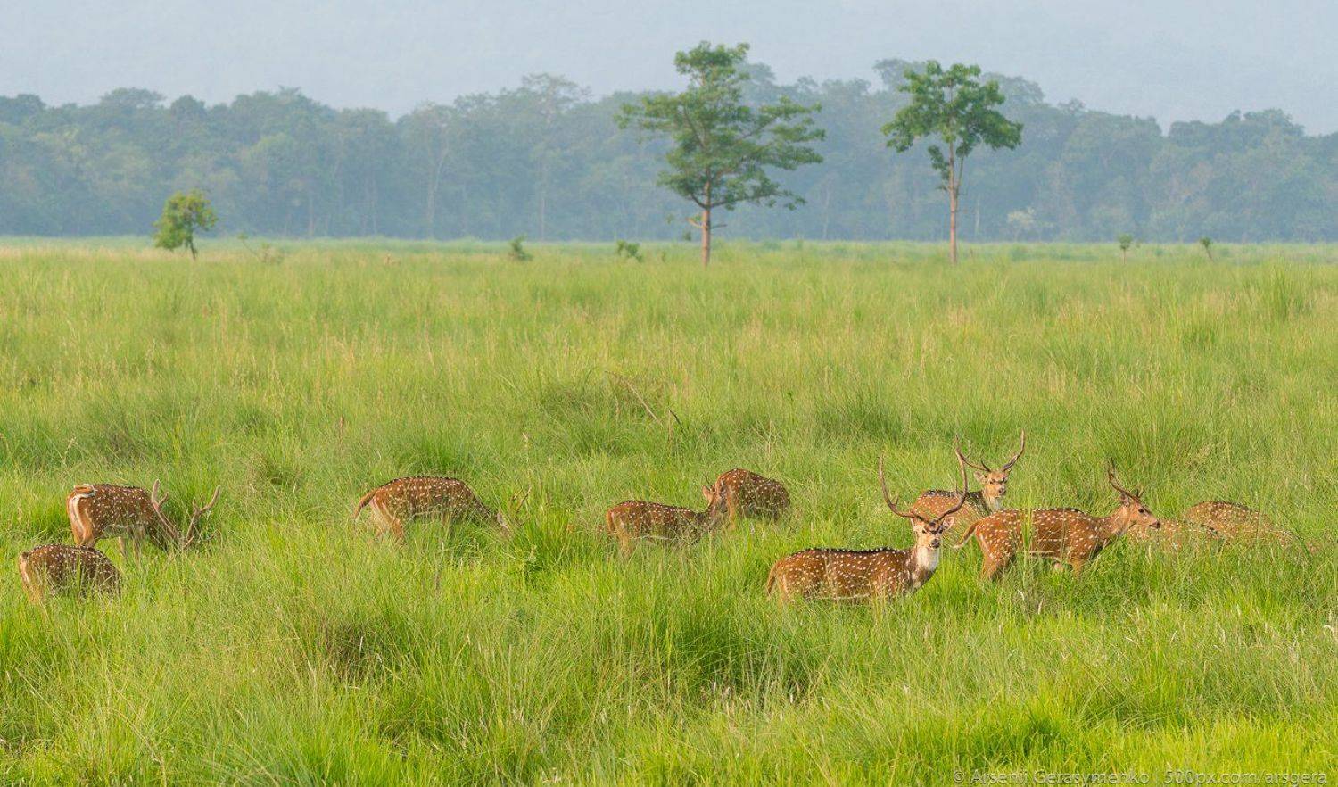 cervus nippon, japanese, nippon, animal, animals, antler, beautiful, beauty, big, brown, cervus, cute, dama, dappled, deer, deers, doe, fauna, female, field, flock, forest, fur, grass, grazing, green, herd, horns, jungle, male, mammal, meadow, natural, Арсений Герасименко