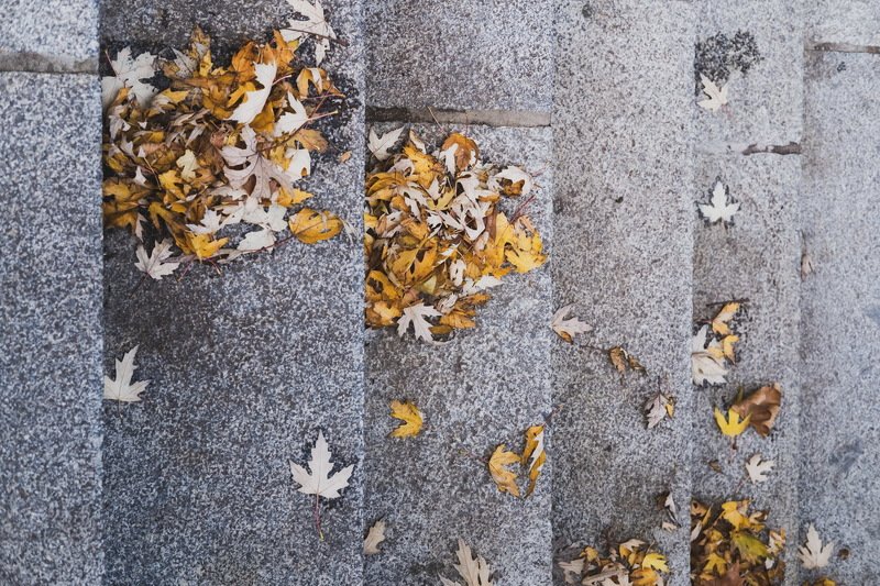 листва декабрь берлин Листва. Декабрь. Берлинphoto preview