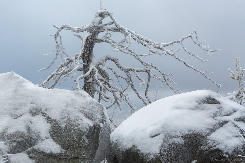 горы, камни, дерево, коряга,карелия, воттоваара, ноябрь, иней, снег, пасмурно, облака, Зимний сонphoto preview