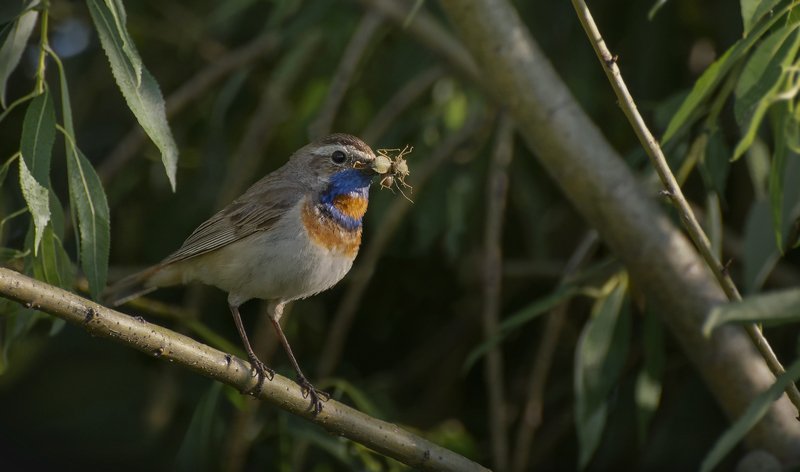 птица, варакушка, самец, Варакушка..photo preview