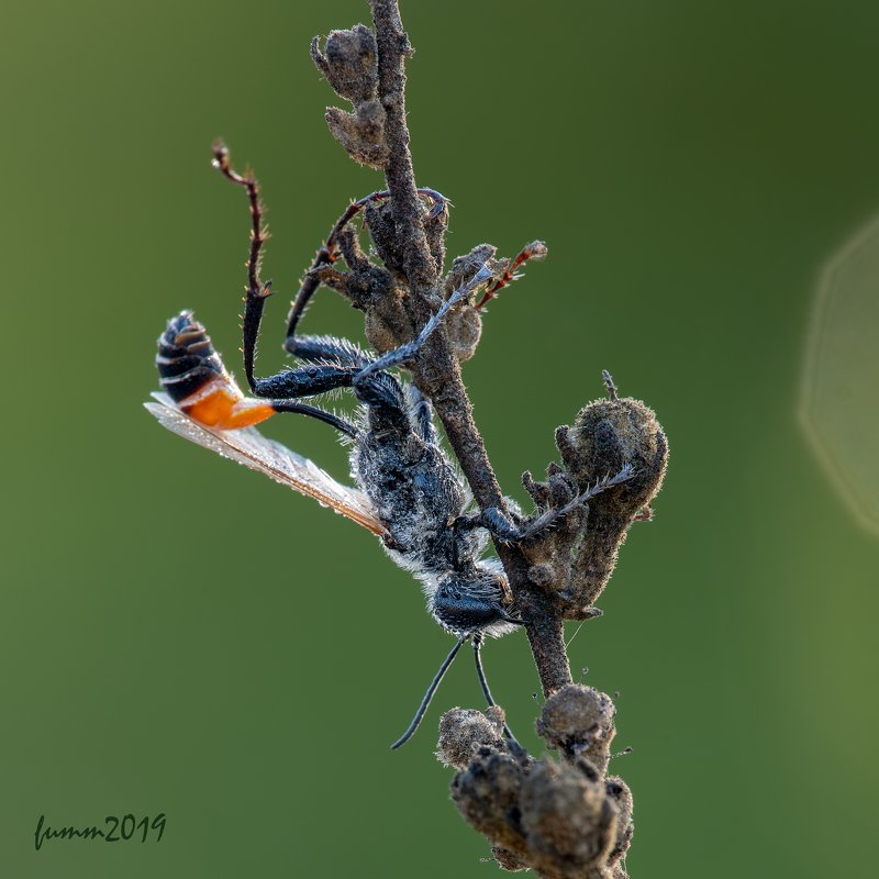 ПРЕВРАТНОСТИ УТРЕННЕЙ ДРЁМЫphoto preview