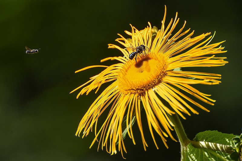 макро,природа,насекомые пчелкиphoto preview