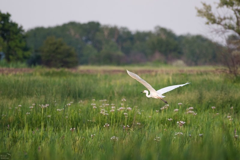 great egret, Ardea alba, birds, animals, nature, birdwatcher Fly awayphoto preview