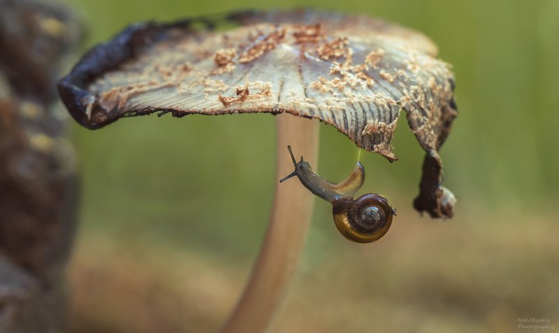 макро, природа, мох, гриб, улитка, macro, nature, moss, mushroom, snail, Миссия не выполнима улиточная версия Х)photo preview