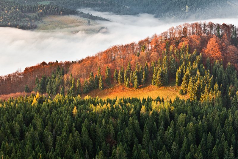 Pieniny - Wysoka. фото превью